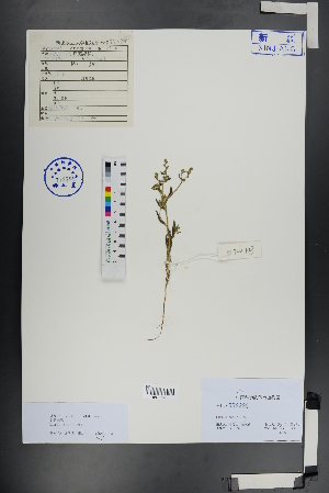  ( - Ge00842)  @11 [ ] CreativeCommons  Attribution Non-Commercial Share-Alike  Unspecified Herbarium of South China Botanical Garden