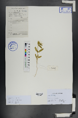  ( - Ge00848)  @11 [ ] CreativeCommons  Attribution Non-Commercial Share-Alike  Unspecified Herbarium of South China Botanical Garden