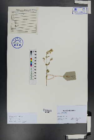  ( - Ge00852)  @11 [ ] CreativeCommons  Attribution Non-Commercial Share-Alike  Unspecified Herbarium of South China Botanical Garden