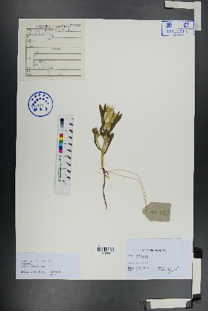  ( - Ge00858)  @11 [ ] CreativeCommons  Attribution Non-Commercial Share-Alike  Unspecified Herbarium of South China Botanical Garden