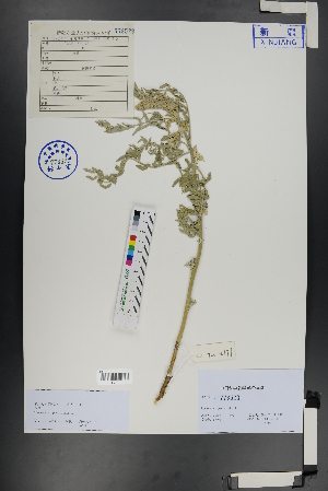  ( - Ge00868)  @11 [ ] CreativeCommons  Attribution Non-Commercial Share-Alike  Unspecified Herbarium of South China Botanical Garden