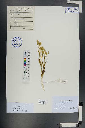  ( - Ge00875)  @11 [ ] CreativeCommons  Attribution Non-Commercial Share-Alike  Unspecified Herbarium of South China Botanical Garden