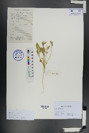  ( - Ge00882)  @11 [ ] CreativeCommons  Attribution Non-Commercial Share-Alike  Unspecified Herbarium of South China Botanical Garden