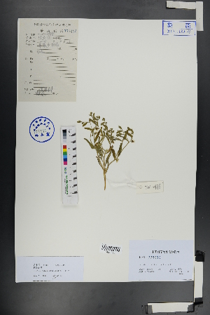  ( - Ge00885)  @11 [ ] CreativeCommons  Attribution Non-Commercial Share-Alike  Unspecified Herbarium of South China Botanical Garden