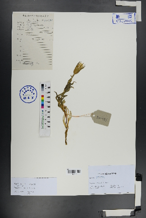  ( - Ge00890)  @11 [ ] CreativeCommons  Attribution Non-Commercial Share-Alike  Unspecified Herbarium of South China Botanical Garden