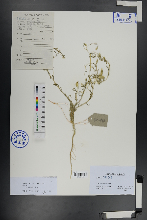  ( - Ge00891)  @11 [ ] CreativeCommons  Attribution Non-Commercial Share-Alike  Unspecified Herbarium of South China Botanical Garden