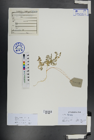  ( - Ge00895)  @11 [ ] CreativeCommons  Attribution Non-Commercial Share-Alike  Unspecified Herbarium of South China Botanical Garden