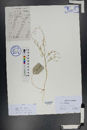  ( - Ge00901)  @11 [ ] CreativeCommons  Attribution Non-Commercial Share-Alike  Unspecified Herbarium of South China Botanical Garden