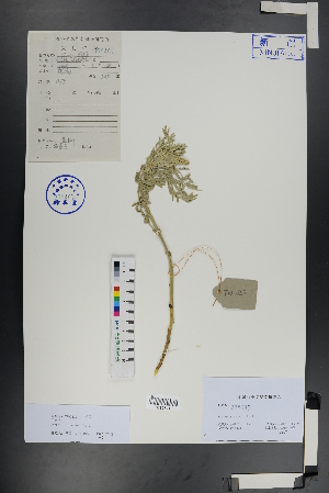  ( - Ge00906)  @11 [ ] CreativeCommons  Attribution Non-Commercial Share-Alike  Unspecified Herbarium of South China Botanical Garden