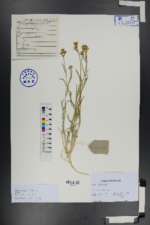  (Erysimum siliculosum - Ge00909)  @11 [ ] CreativeCommons  Attribution Non-Commercial Share-Alike  Unspecified Herbarium of South China Botanical Garden