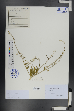  ( - Ge00925)  @11 [ ] CreativeCommons  Attribution Non-Commercial Share-Alike  Unspecified Herbarium of South China Botanical Garden