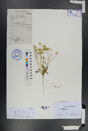  (Koelpinia - Ge00926)  @11 [ ] CreativeCommons  Attribution Non-Commercial Share-Alike  Unspecified Herbarium of South China Botanical Garden