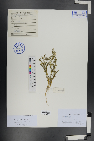  ( - Ge00932)  @11 [ ] CreativeCommons  Attribution Non-Commercial Share-Alike  Unspecified Herbarium of South China Botanical Garden