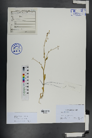  ( - Ge00936)  @11 [ ] CreativeCommons  Attribution Non-Commercial Share-Alike  Unspecified Herbarium of South China Botanical Garden