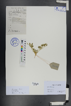  ( - Ge00948)  @11 [ ] CreativeCommons  Attribution Non-Commercial Share-Alike  Unspecified Herbarium of South China Botanical Garden