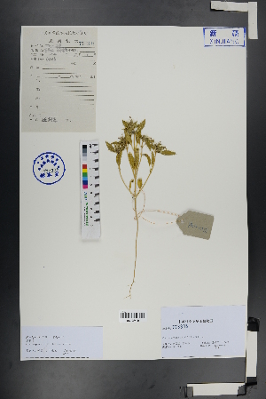  ( - Ge00952)  @11 [ ] CreativeCommons  Attribution Non-Commercial Share-Alike  Unspecified Herbarium of South China Botanical Garden
