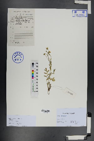  (Sibbaldianthe bifurca - Ge00958)  @11 [ ] CreativeCommons  Attribution Non-Commercial Share-Alike  Unspecified Herbarium of South China Botanical Garden