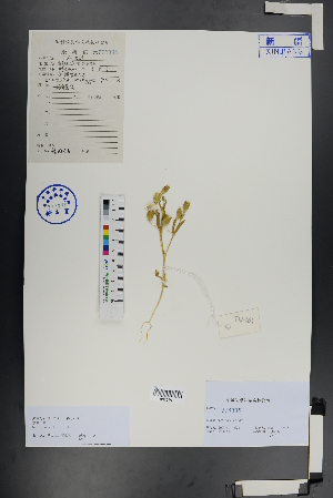  ( - Ge00962)  @11 [ ] CreativeCommons  Attribution Non-Commercial Share-Alike  Unspecified Herbarium of South China Botanical Garden