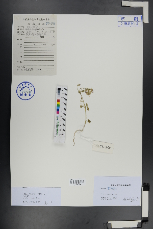  ( - Ge00969)  @11 [ ] CreativeCommons  Attribution Non-Commercial Share-Alike  Unspecified Herbarium of South China Botanical Garden