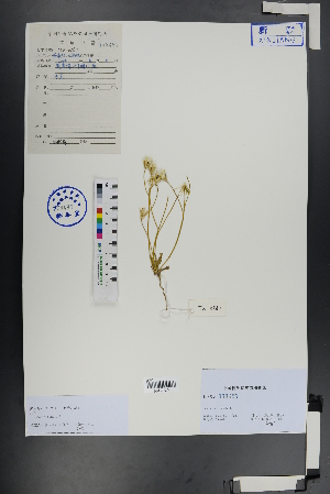  (Crepis sancta - Ge00974)  @11 [ ] CreativeCommons  Attribution Non-Commercial Share-Alike  Unspecified Herbarium of South China Botanical Garden