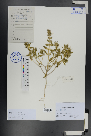 ( - Ge00976)  @11 [ ] CreativeCommons  Attribution Non-Commercial Share-Alike  Unspecified Herbarium of South China Botanical Garden