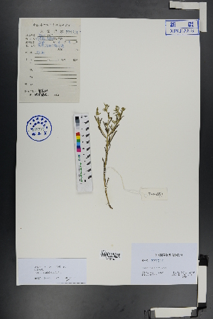  ( - Ge00991)  @11 [ ] CreativeCommons  Attribution Non-Commercial Share-Alike  Unspecified Herbarium of South China Botanical Garden