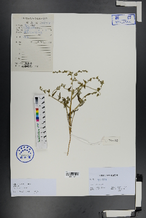 ( - Ge00992)  @11 [ ] CreativeCommons  Attribution Non-Commercial Share-Alike  Unspecified Herbarium of South China Botanical Garden