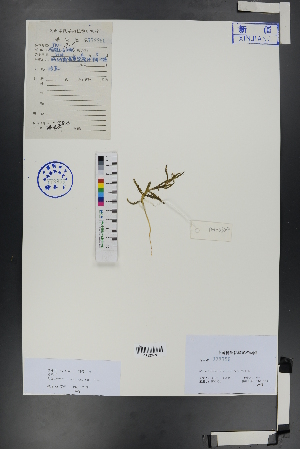  ( - Ge00998)  @11 [ ] CreativeCommons  Attribution Non-Commercial Share-Alike  Unspecified Herbarium of South China Botanical Garden
