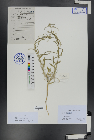  ( - Ge01009)  @11 [ ] CreativeCommons  Attribution Non-Commercial Share-Alike  Unspecified Herbarium of South China Botanical Garden