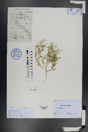  ( - Ge01012)  @11 [ ] CreativeCommons  Attribution Non-Commercial Share-Alike  Unspecified Herbarium of South China Botanical Garden