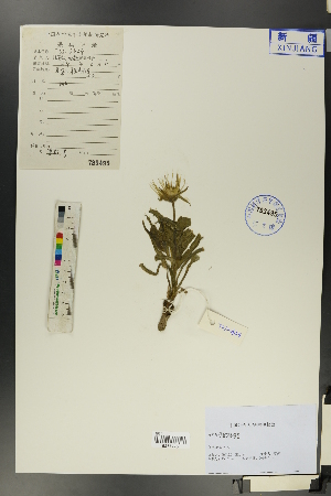  ( - Ge01018)  @11 [ ] CreativeCommons  Attribution Non-Commercial Share-Alike  Unspecified Herbarium of South China Botanical Garden