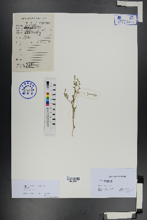  ( - Ge01021)  @11 [ ] CreativeCommons  Attribution Non-Commercial Share-Alike  Unspecified Herbarium of South China Botanical Garden
