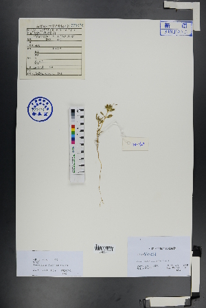 (Chamaesphacos ilicifolius - Ge01023)  @11 [ ] CreativeCommons  Attribution Non-Commercial Share-Alike  Unspecified Herbarium of South China Botanical Garden
