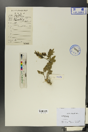  (Glycyrrhiza aspera - Ge01032)  @11 [ ] CreativeCommons  Attribution Non-Commercial Share-Alike  Unspecified Herbarium of South China Botanical Garden