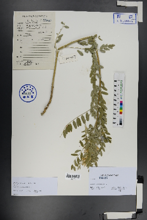  ( - Ge01042)  @11 [ ] CreativeCommons  Attribution Non-Commercial Share-Alike  Unspecified Herbarium of South China Botanical Garden