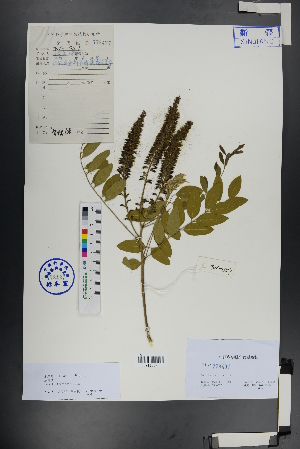  ( - Ge01051)  @11 [ ] CreativeCommons  Attribution Non-Commercial Share-Alike  Unspecified Herbarium of South China Botanical Garden