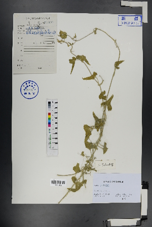  ( - Ge01052)  @11 [ ] CreativeCommons  Attribution Non-Commercial Share-Alike  Unspecified Herbarium of South China Botanical Garden