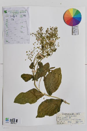  ( - Ge01609)  @11 [ ] CreativeCommons  Attribution Non-Commercial Share-Alike  Unspecified Herbarium of Xinjiang Institute of ecology and geography Chinese Academy of Sciences