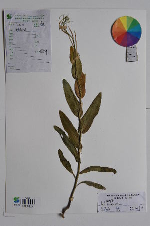  ( - Ge01628)  @11 [ ] CreativeCommons  Attribution Non-Commercial Share-Alike  Unspecified Herbarium of Xinjiang Institute of ecology and geography Chinese Academy of Sciences