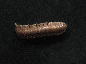  (Aporodesmus sp.3 ARNF - DC0093)  @11 [ ] CreativeCommons  Attribution Non-Commercial Share-Alike (2024) Armand Richard Nzoko Fiemapong Institute of Biology University of Neuchâtel