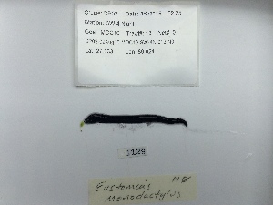  (Eustomias monodactylus - RIE 1129)  @11 [ ] CreativeCommons  Attribution (by) (2023) Tracey Sutton Nova Southeastern University