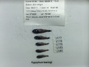  ( - DPND 1177)  @11 [ ] CreativeCommons  Attribution (by) (2023) Tracey Sutton Nova Southeastern University