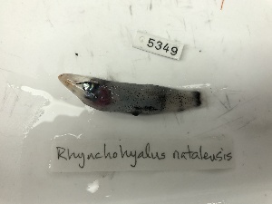  (Rhynchohyalus natalensis - DPND 5349)  @11 [ ] CreativeCommons  Attribution (by) (2023) Tracey Sutton Nova Southeastern University