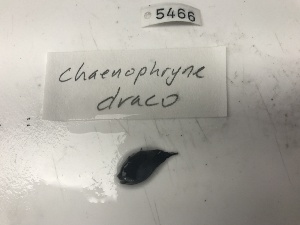 (Chaenophryne draco - DPND 5466)  @11 [ ] Copyright (2017) Tracey Sutton Nova Southeastern University