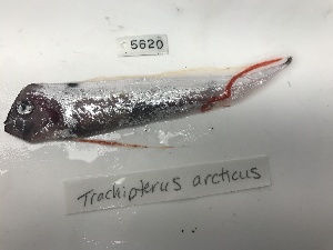  (Trachipterus arcticus - DPND 5620)  @11 [ ] CreativeCommons  Attribution (by) (2023) Tracey Sutton Nova Southeastern University