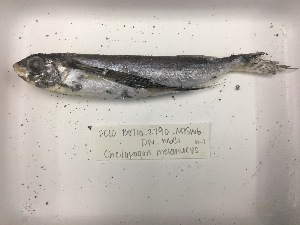  (Cheilopogon melanurus - Pisces P460)  @11 [ ] CreativeCommons  Attribution (by) (2017) Unspecified Texas A&M University at Galveston