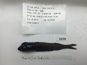  (Mentodus - DPND 4129)  @11 [ ] Copyright (2016) Ron Eytan Texas A&M University at Galveston