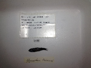  ( - RIE 0199)  @11 [ ] Copyright (2015) Ron Eytan Texas A&M University at Galveston