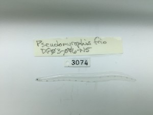  (Pseudomyrophis frio - DPND 3074)  @11 [ ] Copyright (2016) Ron Eytan Texas A&M University at Galveston