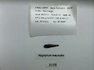  ( - DPND 2129)  @11 [ ] Copyright (2015) Ron Eytan Texas A&M University at Galveston